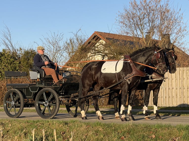 Schweres Warmblut Wallach 3 Jahre 166 cm Rappe in Riedlingen