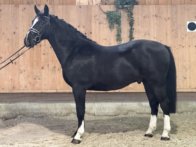 Schweres Warmblut Wallach 3 Jahre 166 cm Rappe in Riedlingen