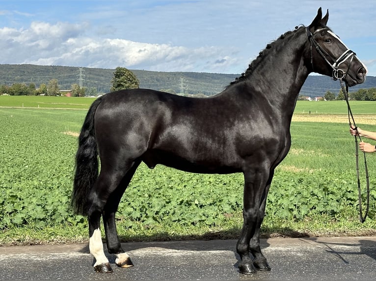 Schweres Warmblut Wallach 3 Jahre 166 cm Rappe in Riedlingen