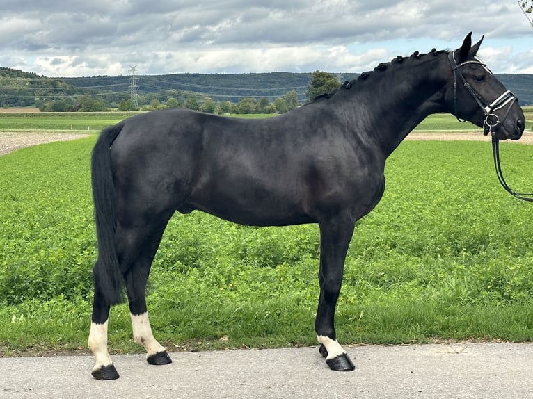 Schweres Warmblut Wallach 3 Jahre 166 cm Rappe in Riedlingen