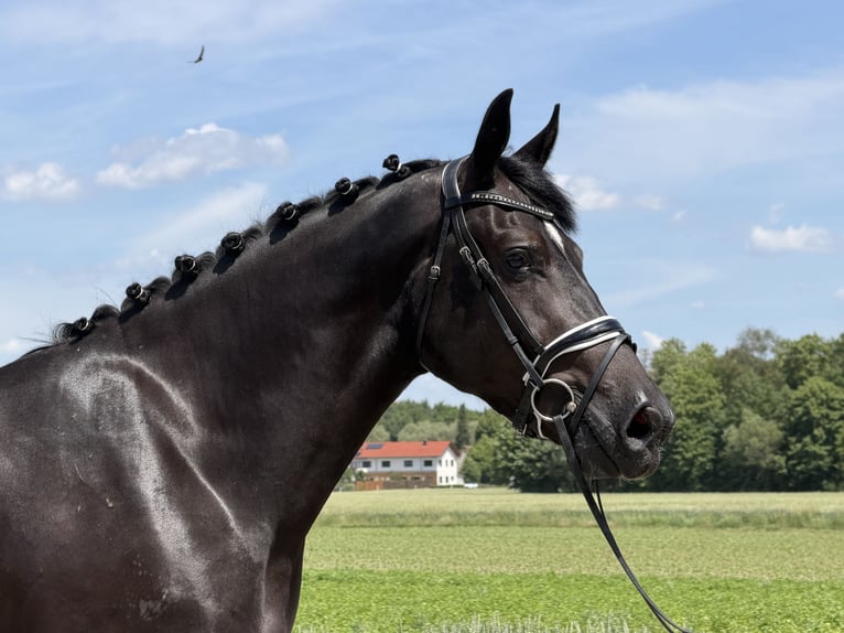Schweres Warmblut Wallach 3 Jahre 166 cm Rappe in Riedlingen