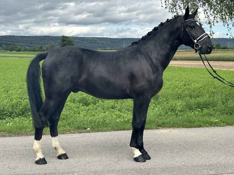 Schweres Warmblut Wallach 3 Jahre 166 cm Rappe in Riedlingen