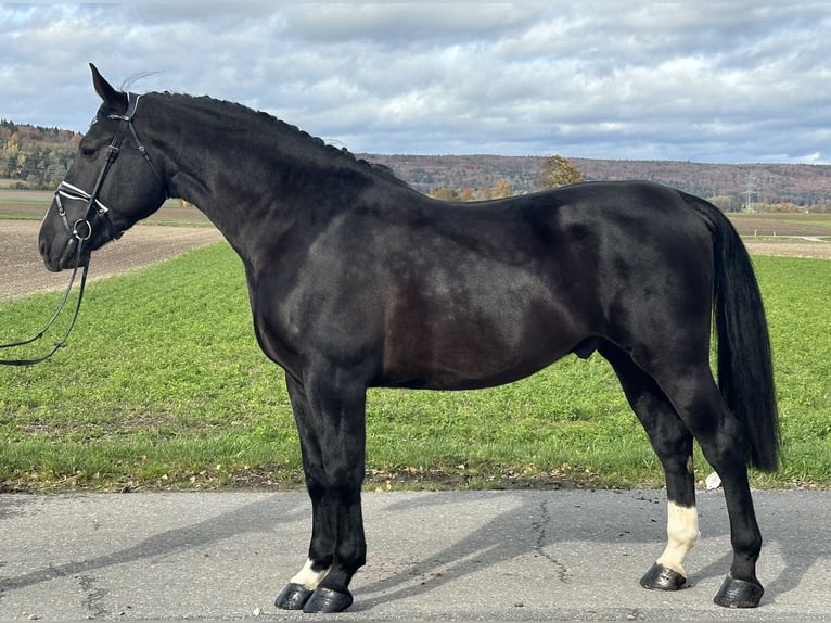 Schweres Warmblut Wallach 3 Jahre 166 cm Rappe in Riedlingen Schweres Warmblut Wallach 3 Jahre 166 cm Rappe in Riedlingen