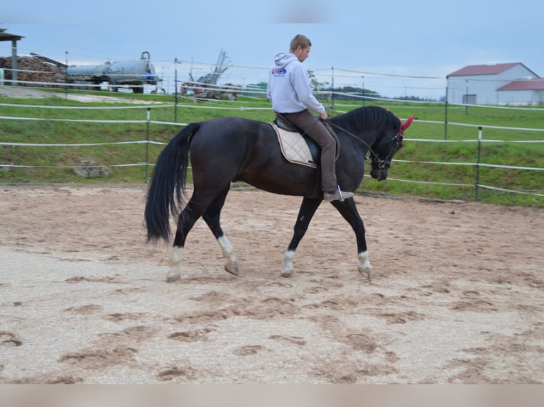 Schweres Warmblut Wallach 3 Jahre 166 cm Rappe in Dischingen-Hofen