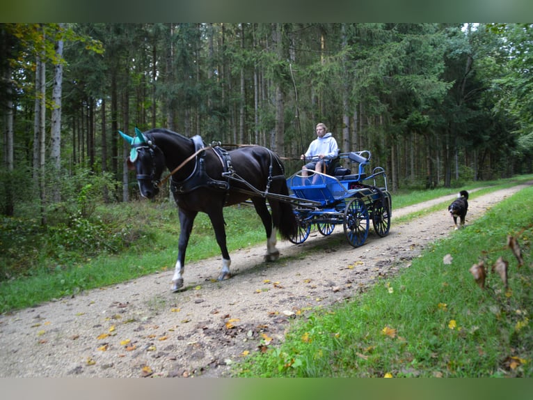 Schweres Warmblut Wallach 3 Jahre 166 cm Rappe in Dischingen-Hofen