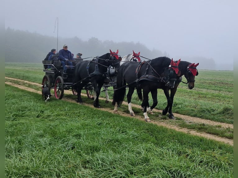 Schweres Warmblut Wallach 3 Jahre 166 cm Rappe in Dischingen-Hofen