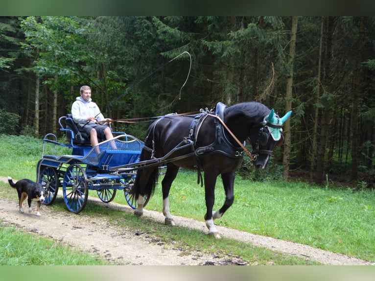 Schweres Warmblut Wallach 3 Jahre 166 cm Rappe in Dischingen-Hofen