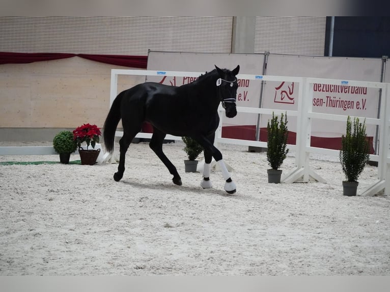 Schweres Warmblut Wallach 3 Jahre 166 cm Rappe in Hermsdorf