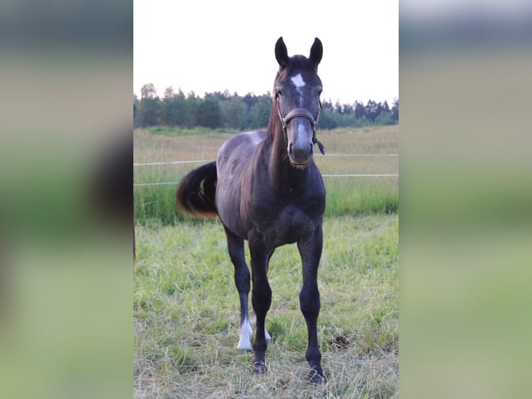 Schweres Warmblut Wallach 3 Jahre 166 cm Schimmel in Lengenfeld