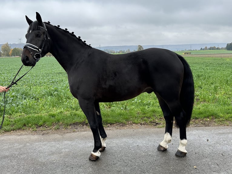 Schweres Warmblut Wallach 3 Jahre 166 cm Schwarzbrauner in Riedlingen