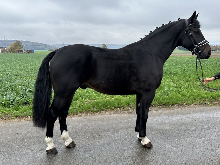 Schweres Warmblut Wallach 3 Jahre 166 cm Schwarzbrauner in Riedlingen