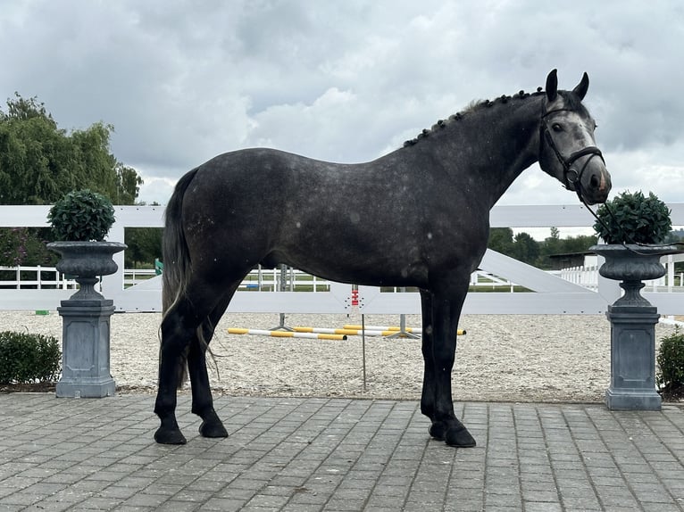 Schweres Warmblut Wallach 3 Jahre 167 cm Apfelschimmel in Riedlingen