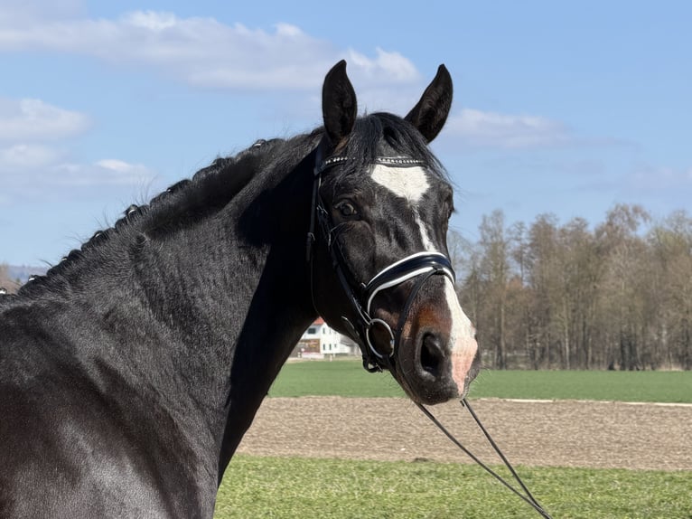 Schweres Warmblut Wallach 3 Jahre 167 cm Dunkelbrauner in Riedlingen
