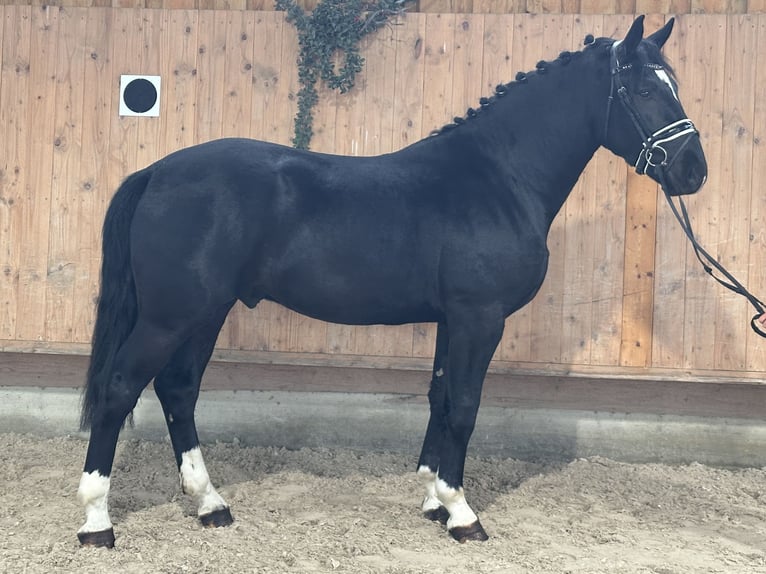 Schweres Warmblut Wallach 3 Jahre 167 cm Rappe in Riedlingen