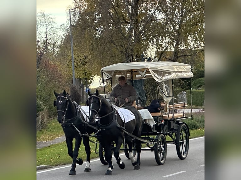 Schweres Warmblut Wallach 3 Jahre 167 cm Rappe in Riedlingen Schweres Warmblut Wallach 3 Jahre 167 cm Rappe in Riedlingen