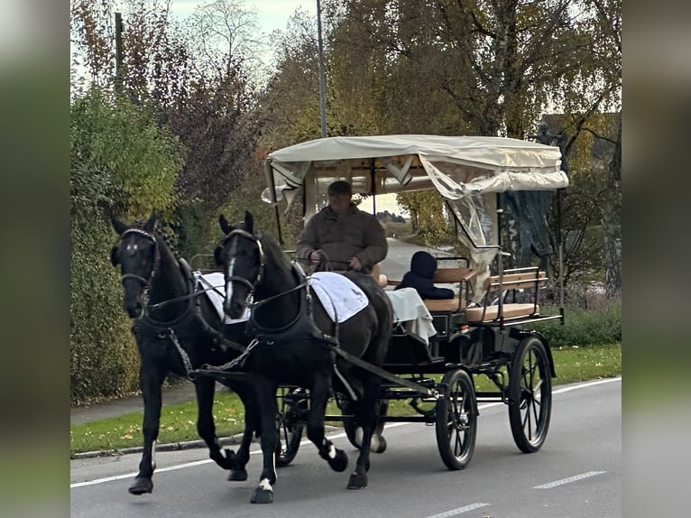 Schweres Warmblut Wallach 3 Jahre 167 cm Rappe in Riedlingen Schweres Warmblut Wallach 3 Jahre 167 cm Rappe in Riedlingen