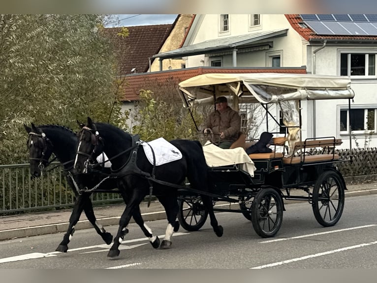 Schweres Warmblut Wallach 3 Jahre 167 cm Rappe in Riedlingen Schweres Warmblut Wallach 3 Jahre 167 cm Rappe in Riedlingen