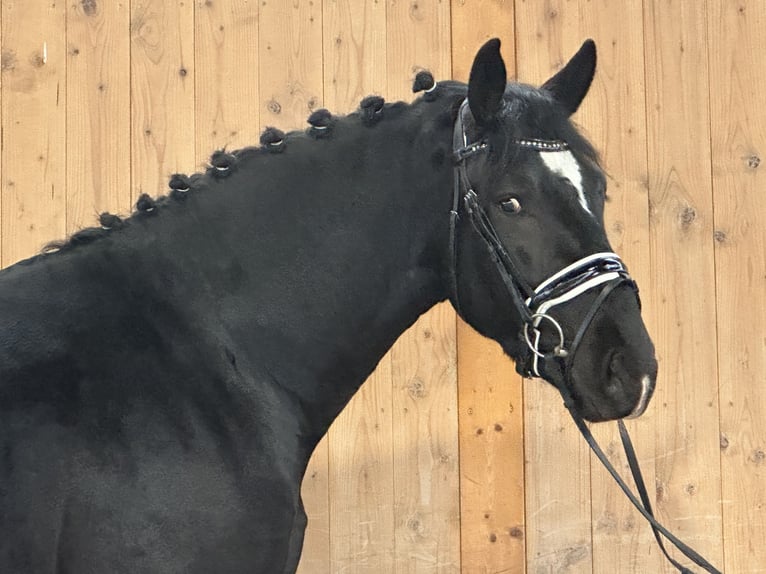 Schweres Warmblut Wallach 3 Jahre 167 cm Rappe in Riedlingen