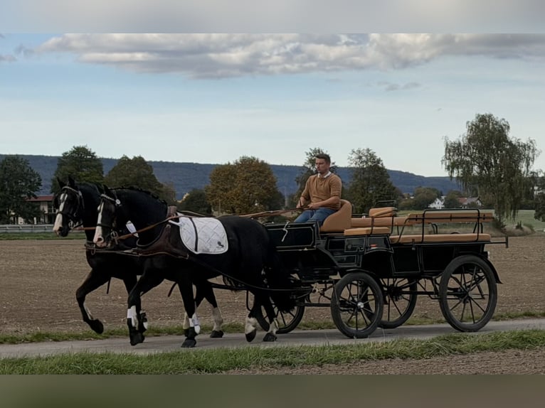 Schweres Warmblut Wallach 3 Jahre 167 cm Rappe in Riedlingen