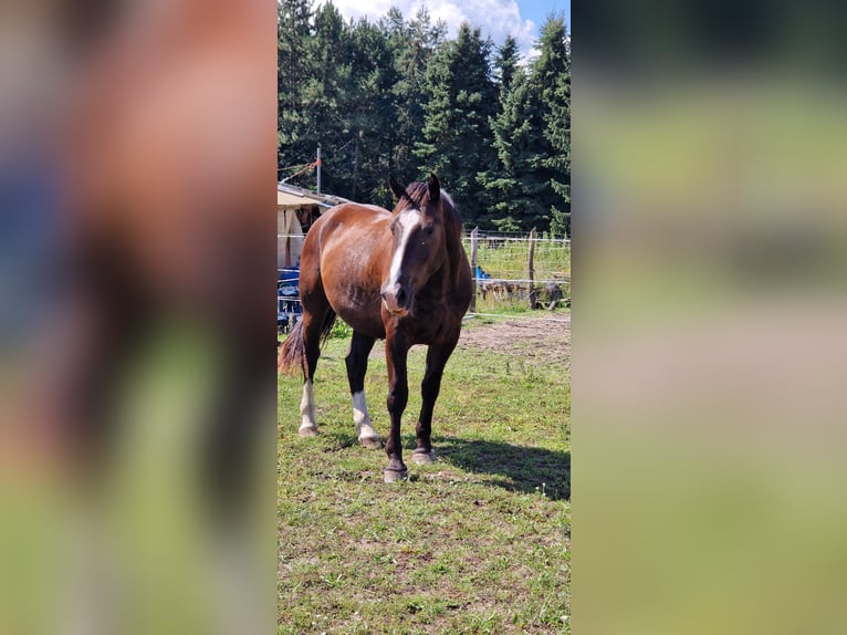 Schweres Warmblut Wallach 3 Jahre 167 cm Rappe in Lutherstadt Wittenberg