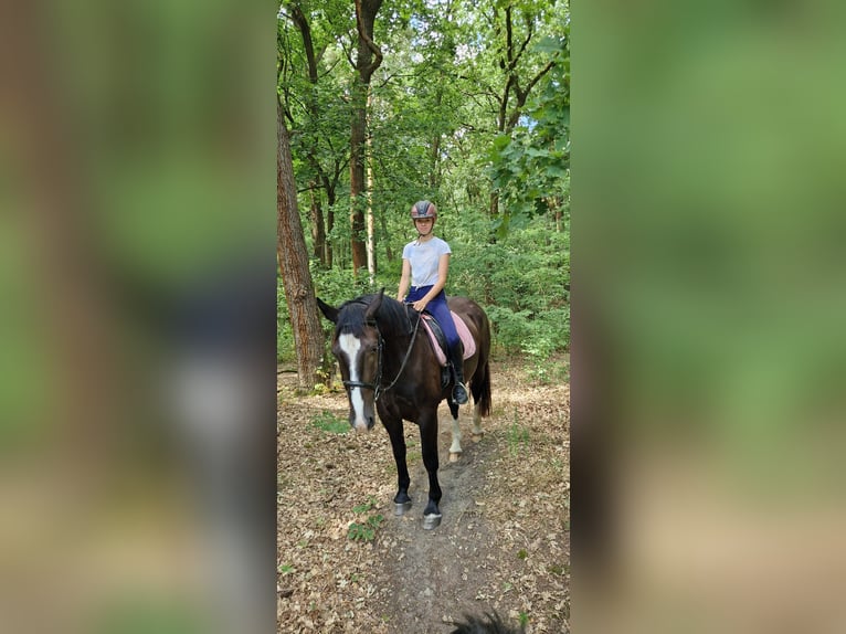 Schweres Warmblut Wallach 3 Jahre 167 cm Rappe in Lutherstadt Wittenberg