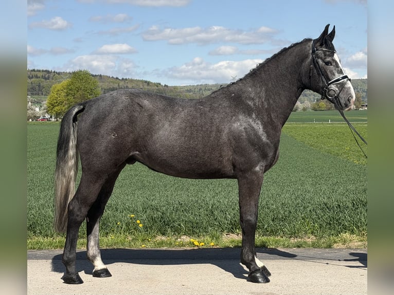 Schweres Warmblut Wallach 3 Jahre 167 cm Schimmel in Riedlingen