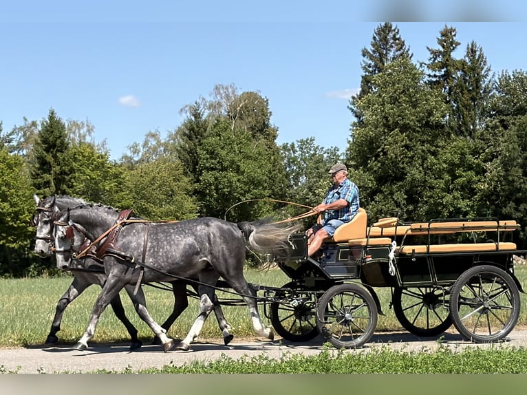 Schweres Warmblut Wallach 3 Jahre 168 cm Apfelschimmel in Riedlingen