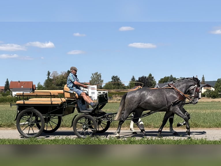 Schweres Warmblut Wallach 3 Jahre 168 cm Apfelschimmel in Riedlingen