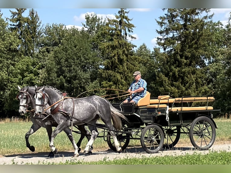 Schweres Warmblut Wallach 3 Jahre 168 cm Apfelschimmel in Riedlingen