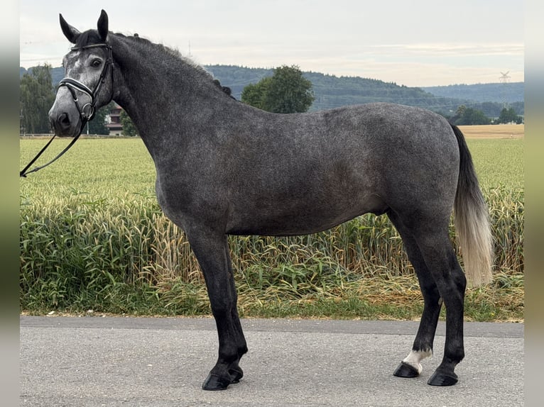 Schweres Warmblut Wallach 3 Jahre 168 cm Apfelschimmel in Riedlingen