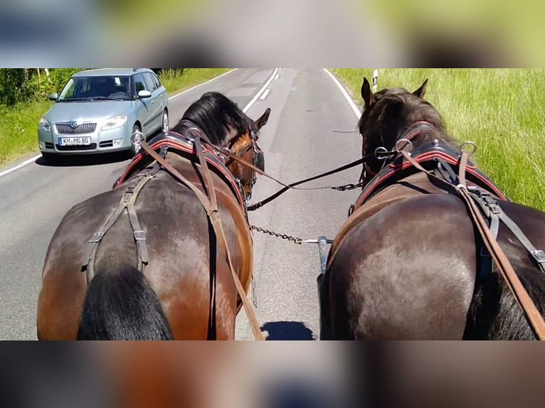 Schweres Warmblut Wallach 3 Jahre 168 cm Brauner in Kamenz