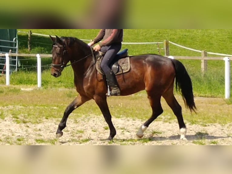 Schweres Warmblut Wallach 3 Jahre 168 cm Brauner in Kamenz