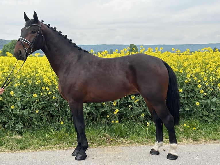 Schweres Warmblut Wallach 3 Jahre 168 cm Brauner in Riedlingen