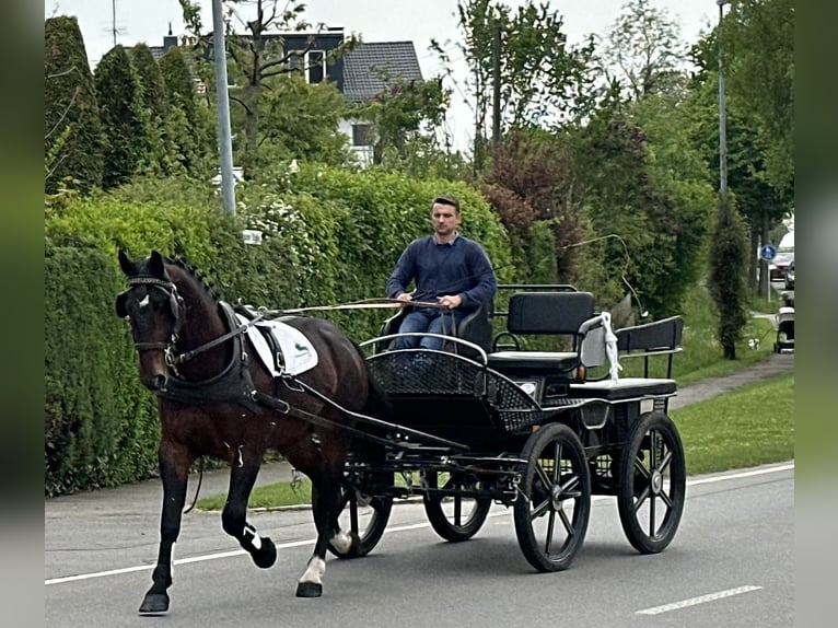 Schweres Warmblut Wallach 3 Jahre 168 cm Brauner in Riedlingen
