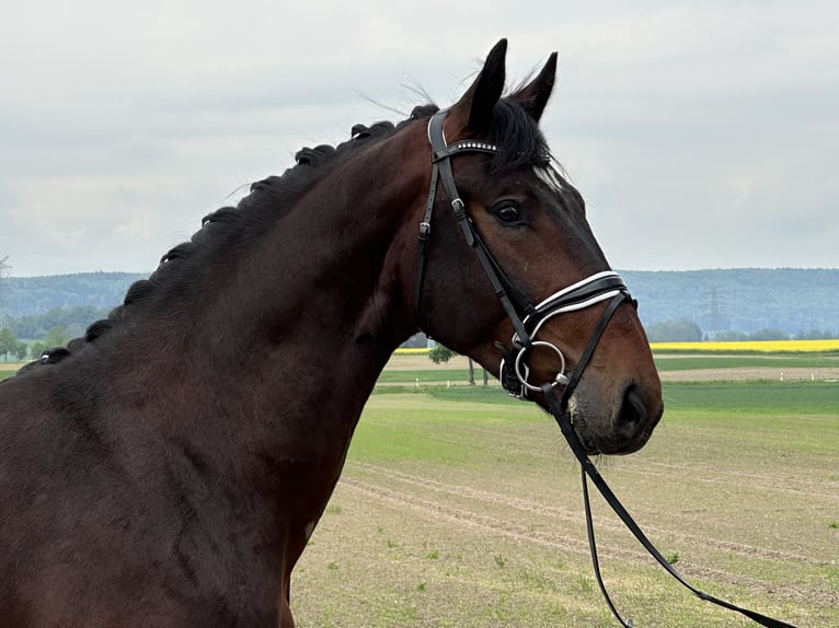 Schweres Warmblut Wallach 3 Jahre 168 cm Brauner in Riedlingen