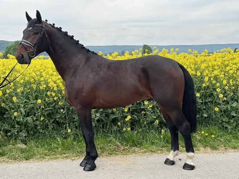Schweres Warmblut Wallach 3 Jahre 168 cm Brauner in Riedlingen