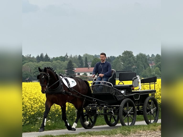 Schweres Warmblut Wallach 3 Jahre 168 cm Brauner in Riedlingen