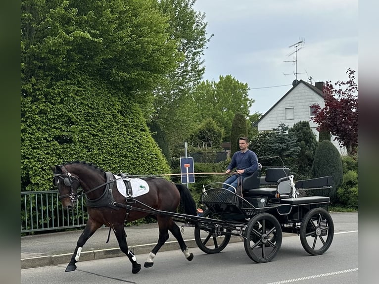 Schweres Warmblut Wallach 3 Jahre 168 cm Brauner in Riedlingen