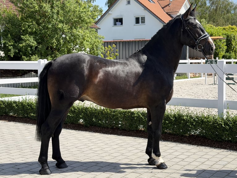 Schweres Warmblut Wallach 3 Jahre 168 cm Dunkelbrauner in Riedlingen