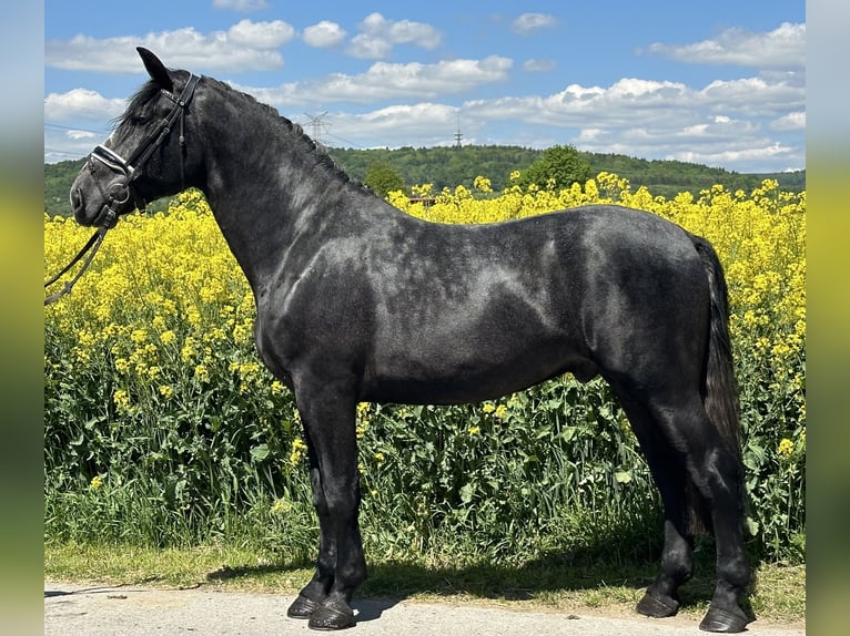 Schweres Warmblut Wallach 3 Jahre 168 cm Rappschimmel in Riedlingen