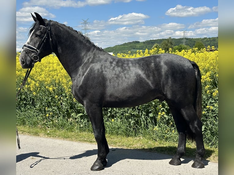 Schweres Warmblut Wallach 3 Jahre 168 cm Rappschimmel in Riedlingen