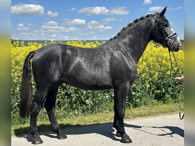 Schweres Warmblut Wallach 3 Jahre 168 cm Rappschimmel in Riedlingen