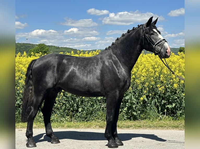 Schweres Warmblut Wallach 3 Jahre 168 cm Rappschimmel in Riedlingen