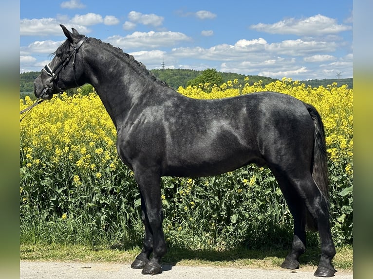Schweres Warmblut Wallach 3 Jahre 168 cm Rappschimmel in Riedlingen