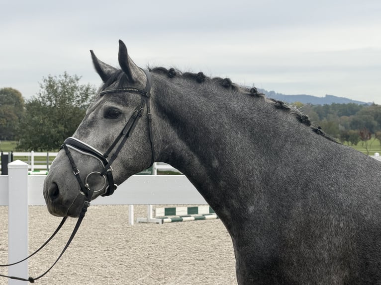 Schweres Warmblut Wallach 3 Jahre 168 cm Schimmel in Riedlingen