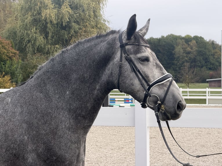 Schweres Warmblut Wallach 3 Jahre 168 cm Schimmel in Riedlingen