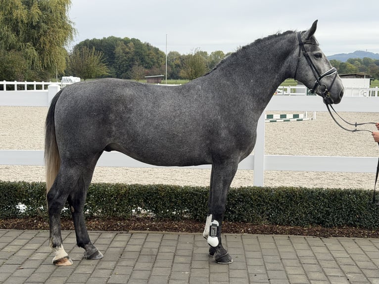 Schweres Warmblut Wallach 3 Jahre 168 cm Schimmel in Riedlingen