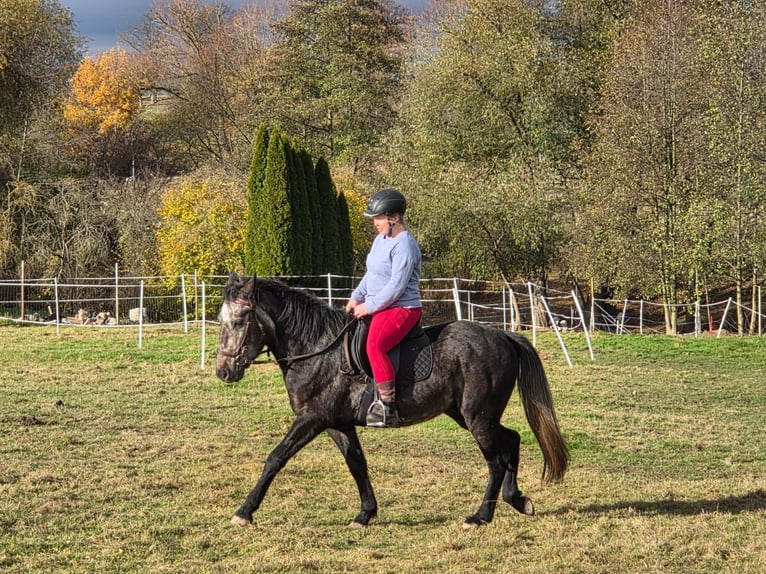 Schweres Warmblut Wallach 4 Jahre 155 cm Apfelschimmel in Neuenmörbitz