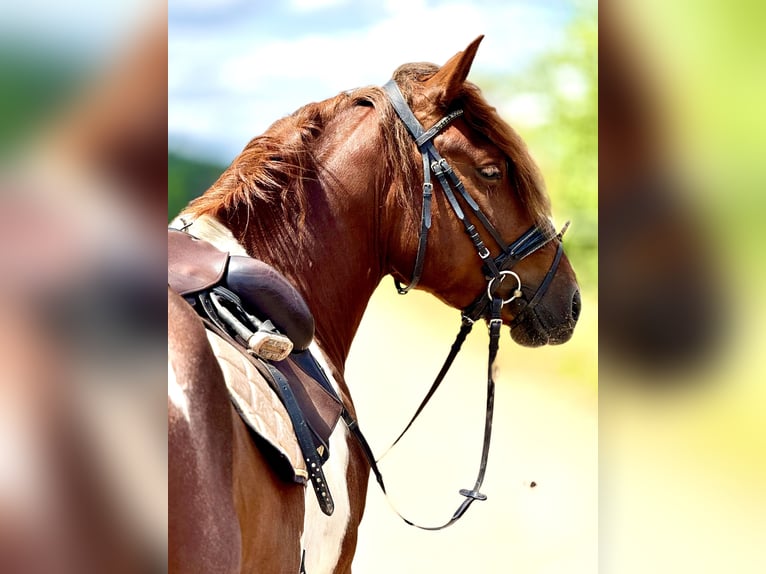 Schweres Warmblut Wallach 4 Jahre 155 cm Schecke in Saarland