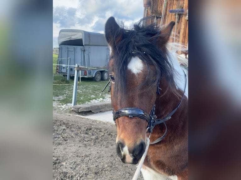 Schweres Warmblut Wallach 4 Jahre 155 cm Tobiano-alle-Farben in Fuchstal